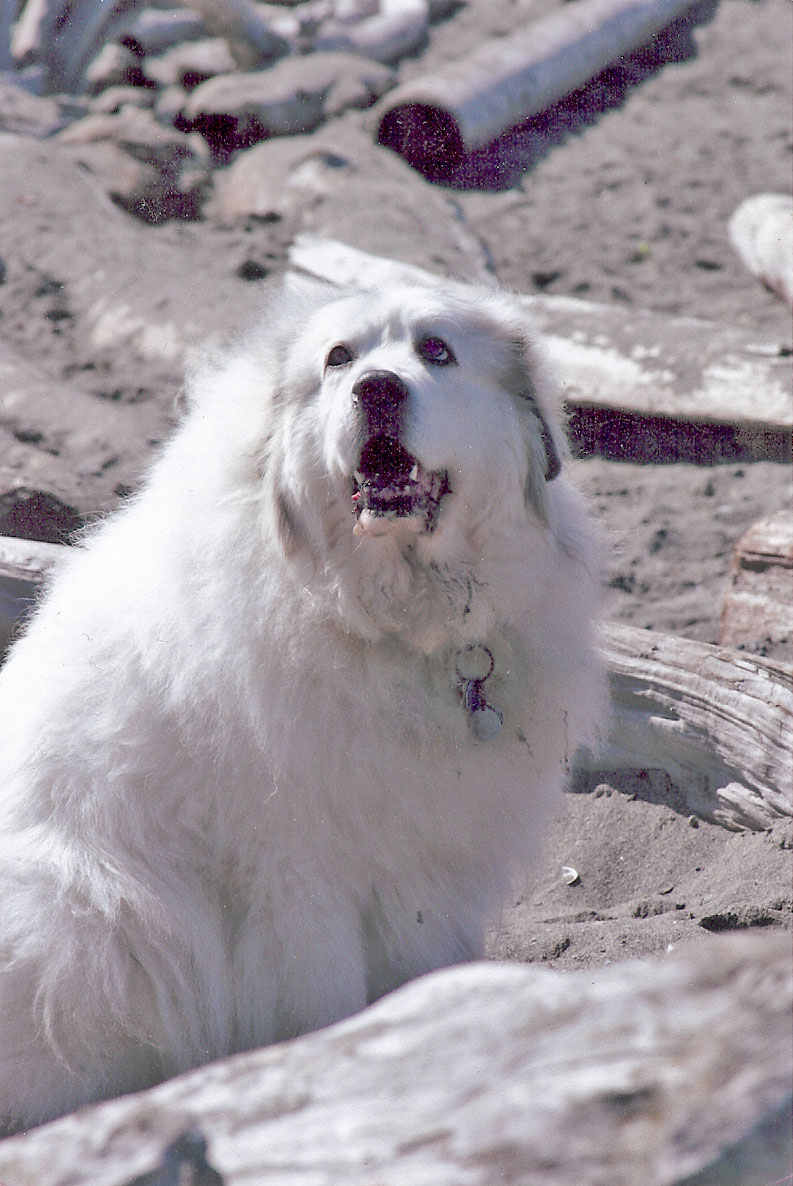 Annie sitting by some driftwood