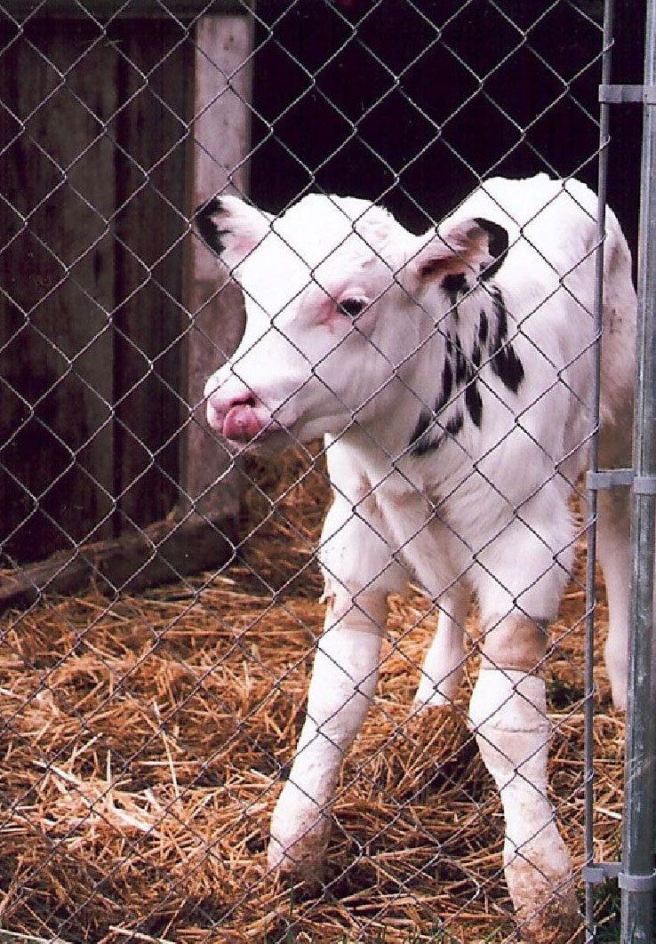 Casper just a few days old in his pen wearing casts.