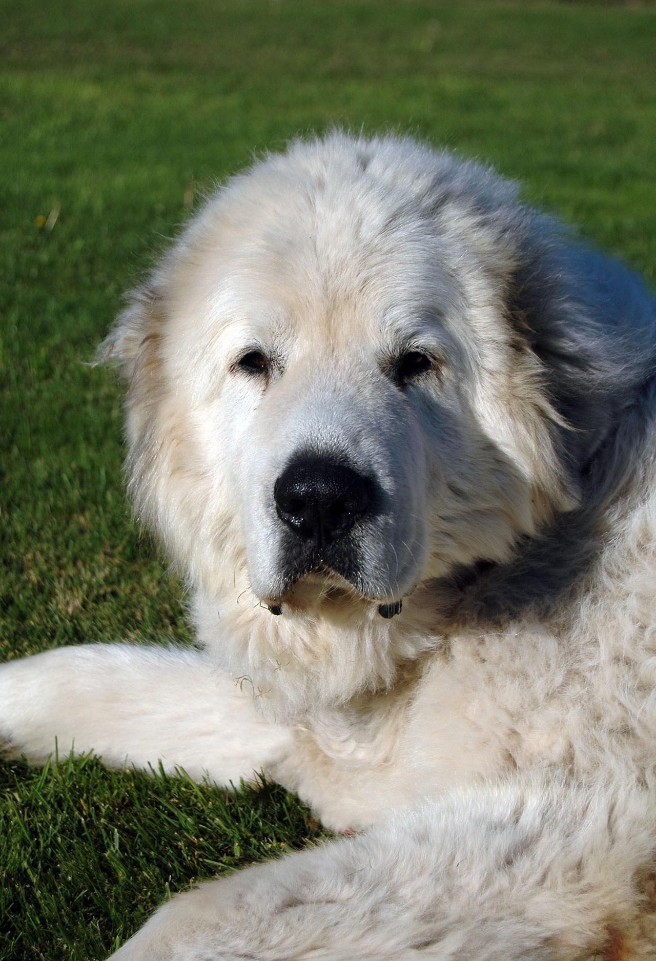 Charlie laying in the grass