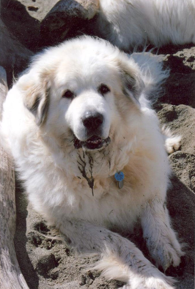 Charlie laying in the sand