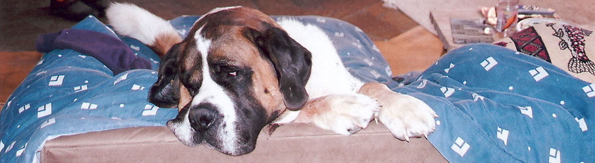 Harley drapes himself over the couch