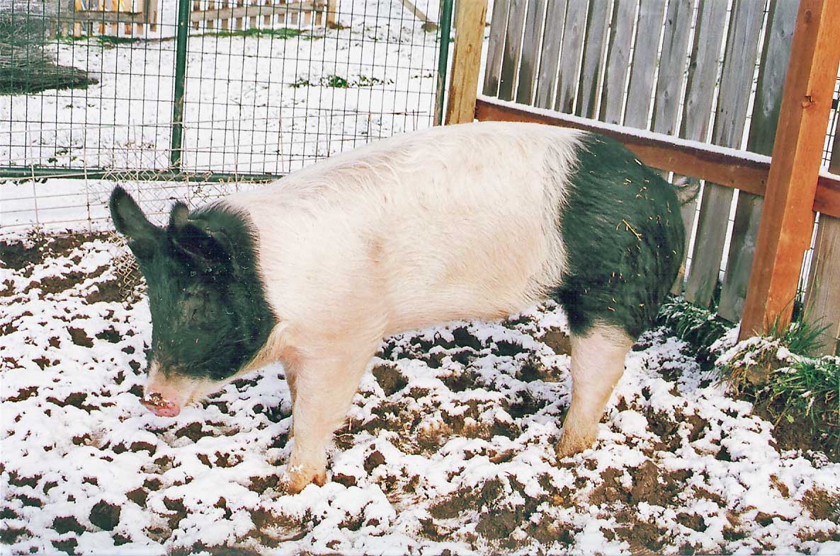 Lucky standing in the snow