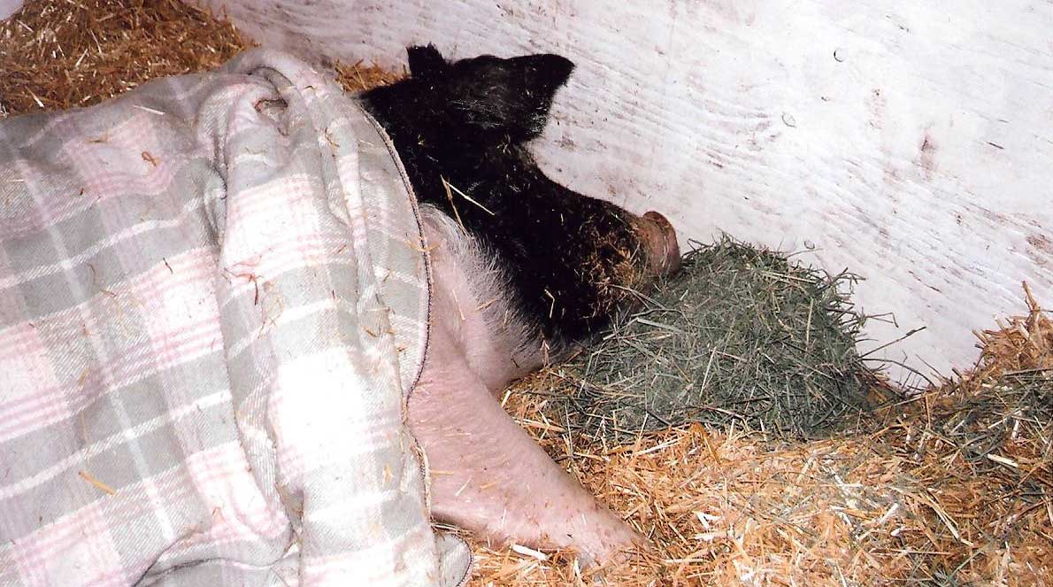 Lucky covered with a blanket