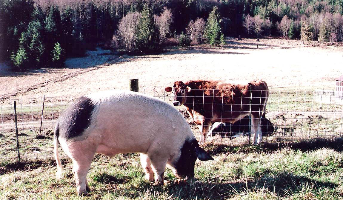 The cows enjoyed being near Lucky