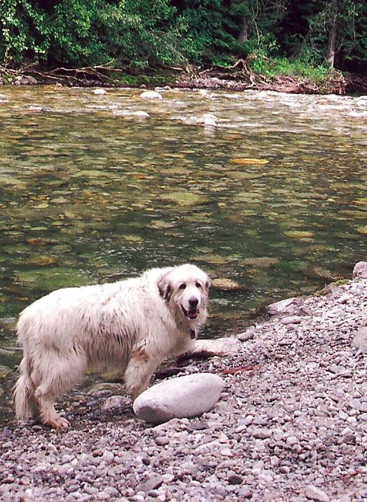 Maxwell by the creek