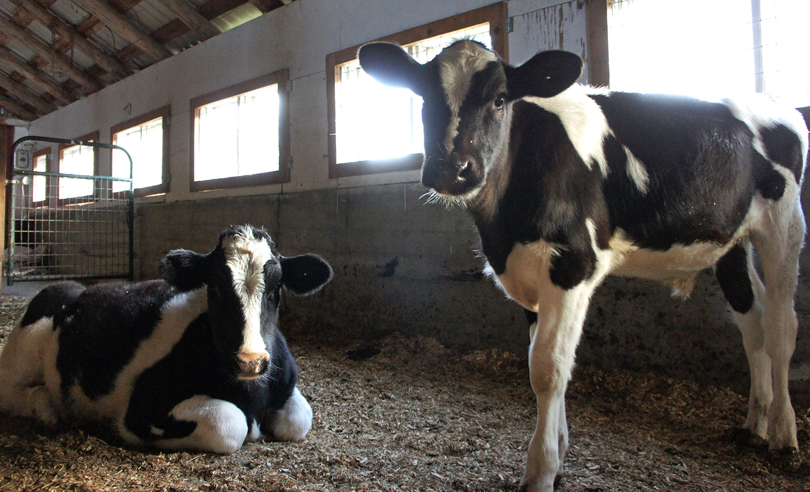 Mocha and Spunky standing next to each other in the barn.