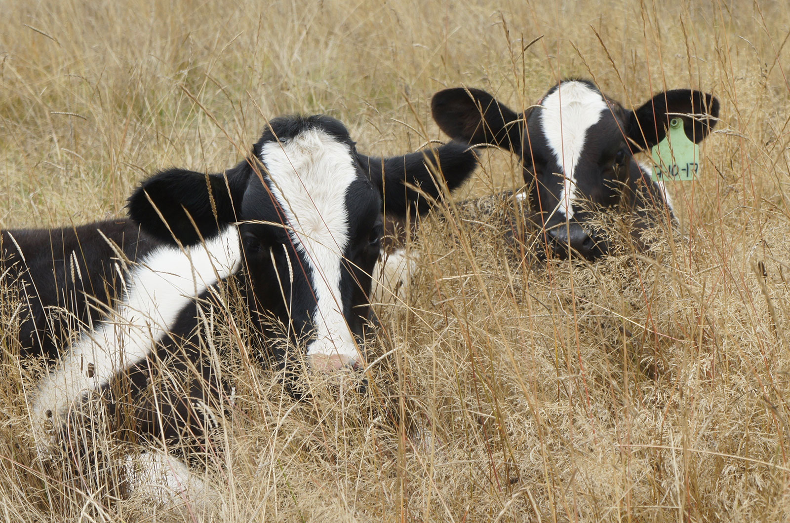 Mocha and Spunky lying next to each other in the grass