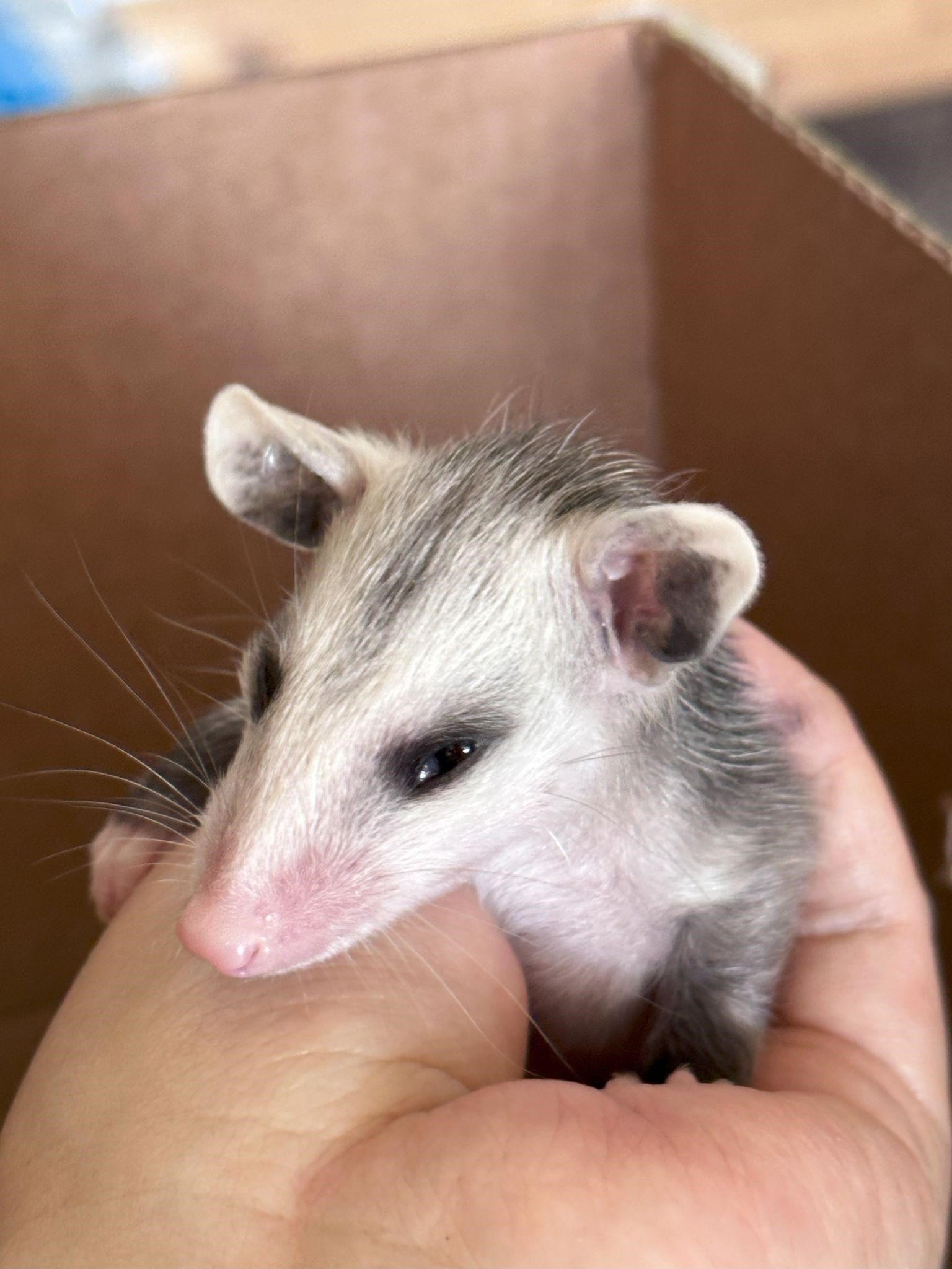 Possum held in hand.