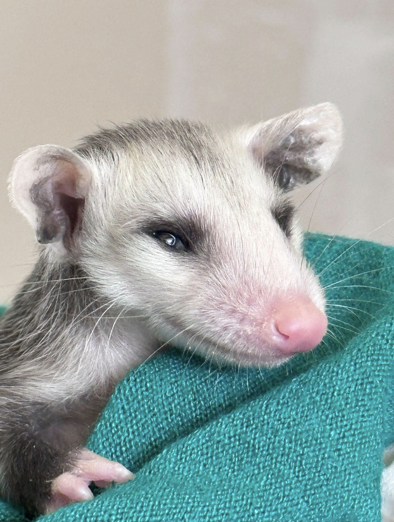 Possum next to green fabric