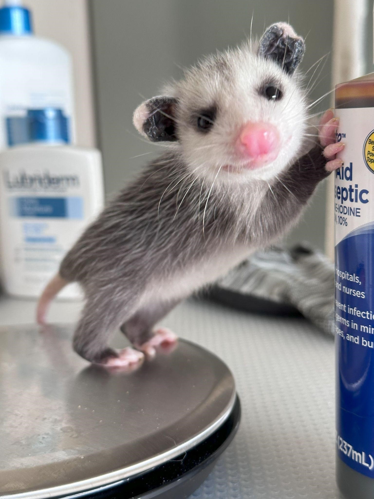 Possum standing on rear legs and leaning against a bottle