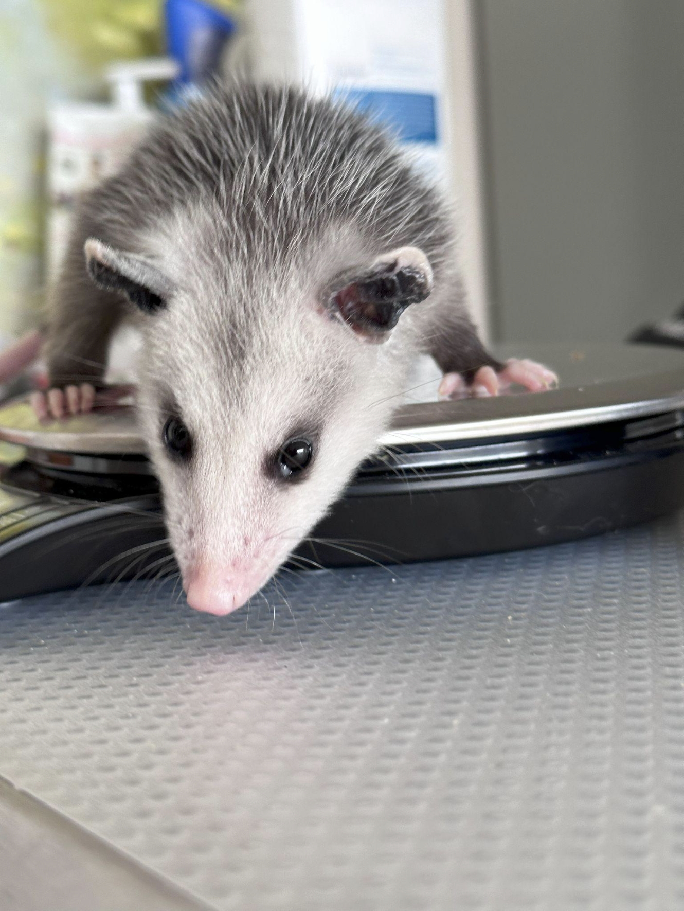Possum standing on a scale.
