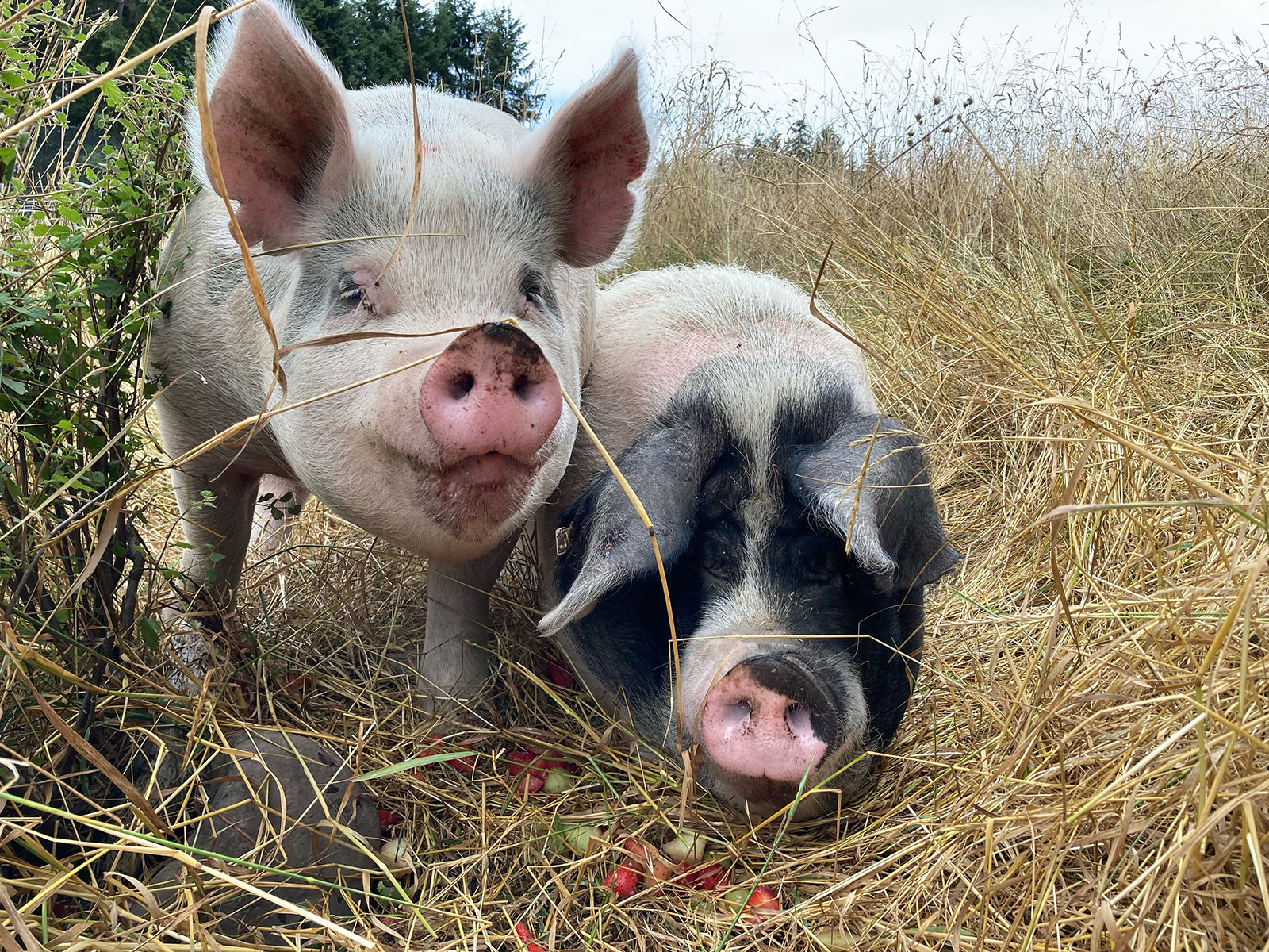 Porky in the grass with Miss Oinkers