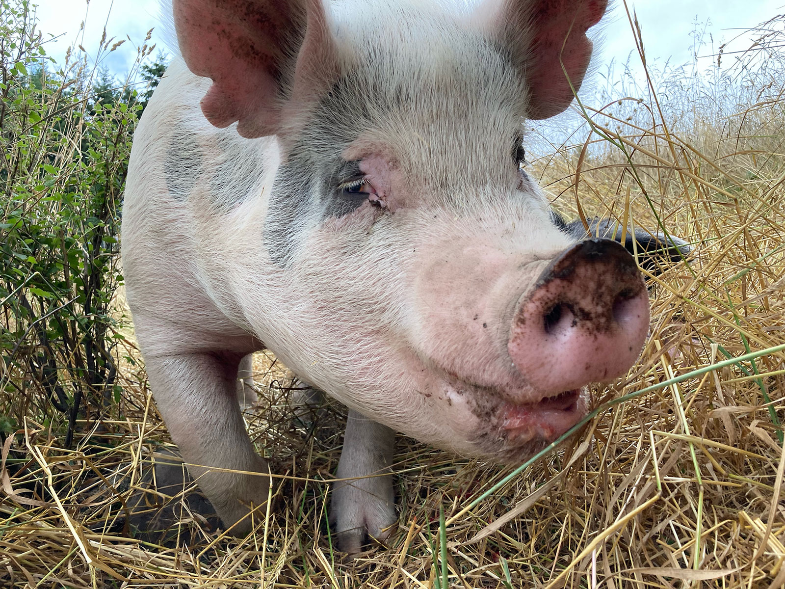 porky