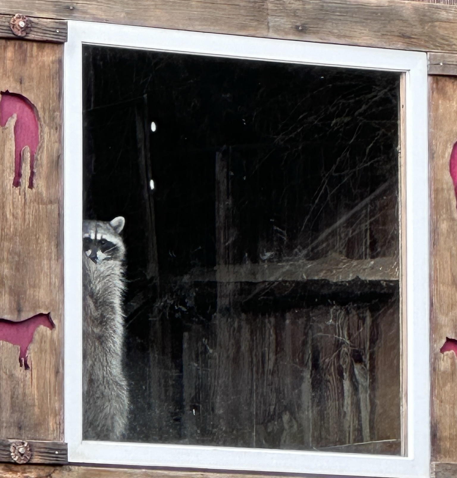 Roxy standing in the window