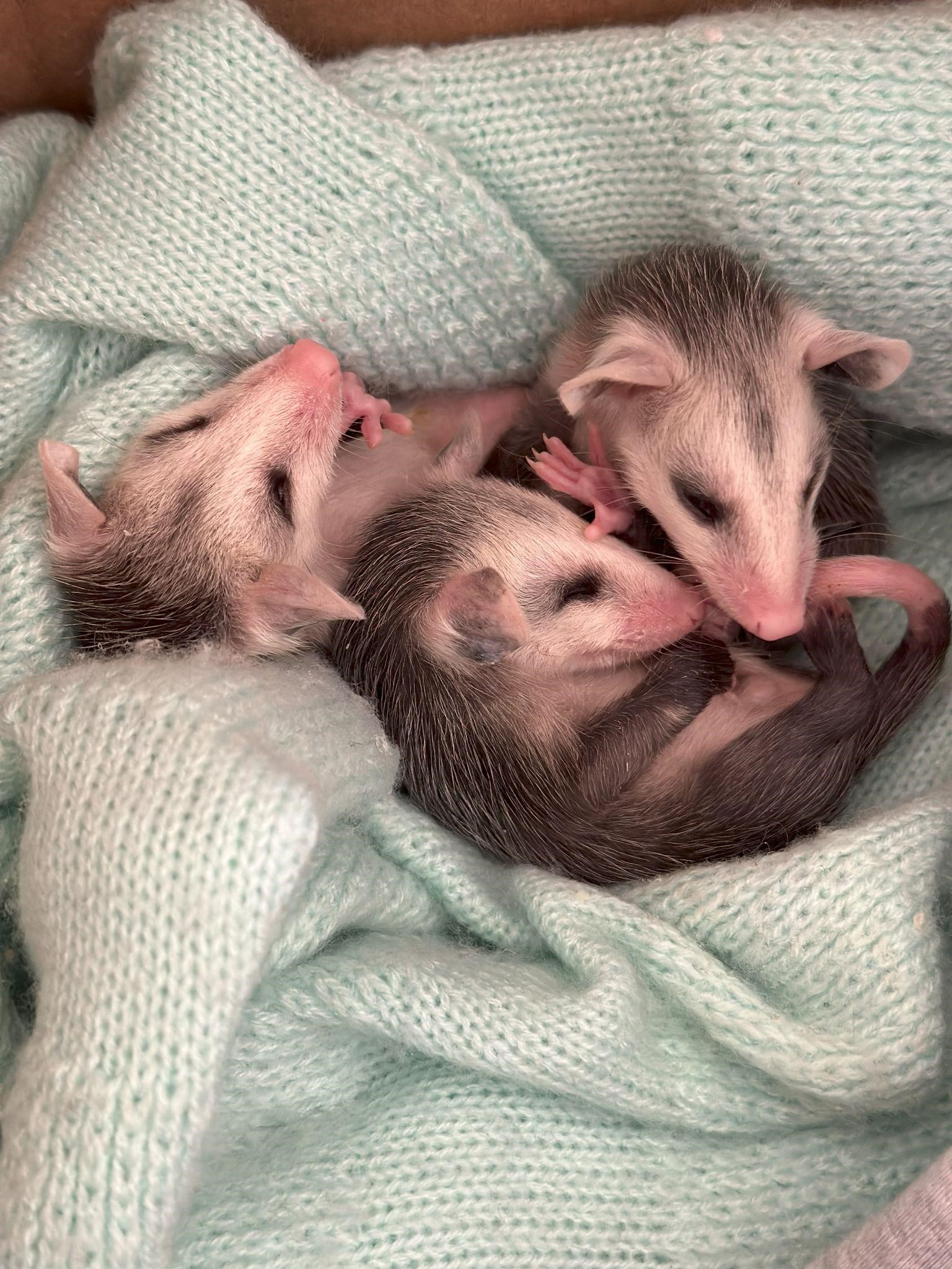 Three tiny possums curled up together in a knit blanket.