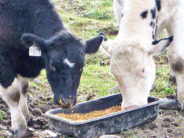 Tiny and Casper eating together