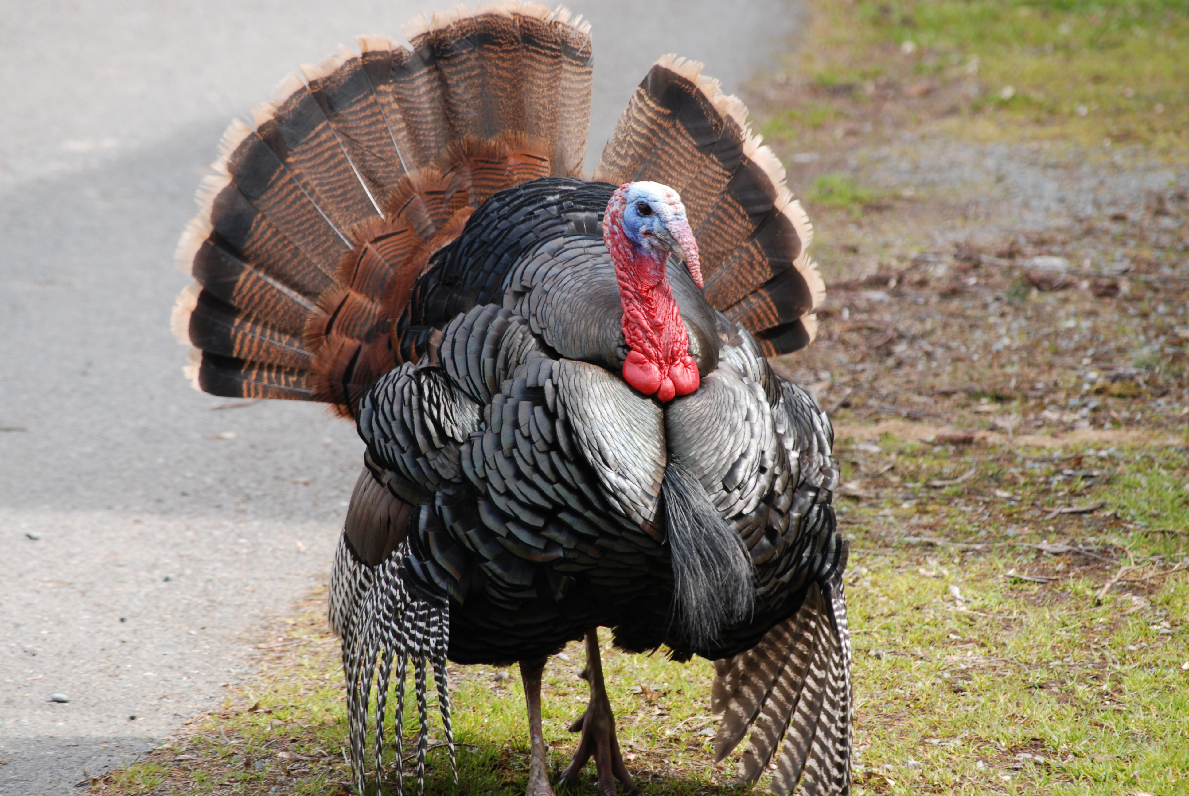 Turkey roaming the streets