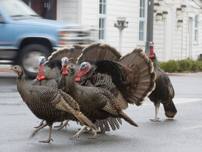 Turkeys crossing the street