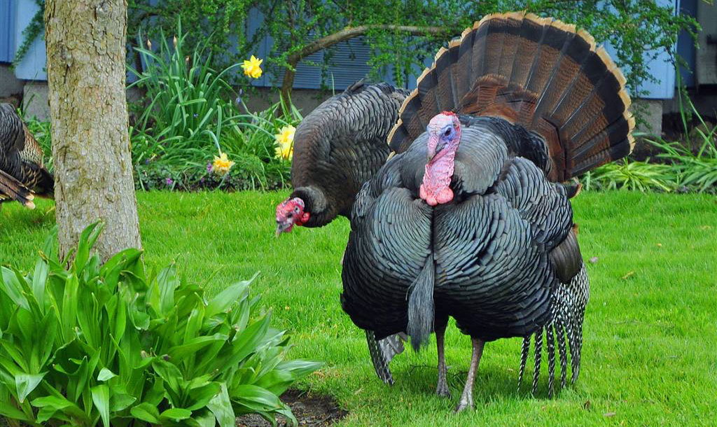 Turkeys in a yard