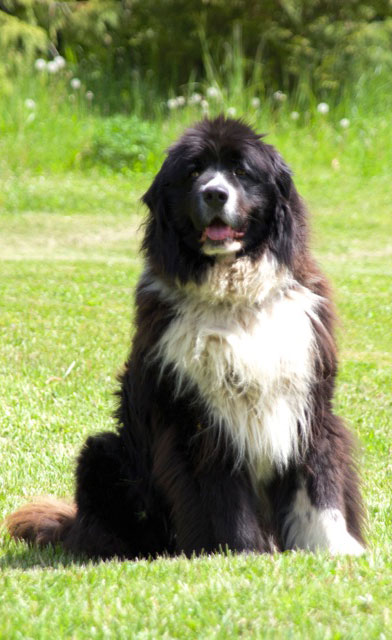 Tux sitting in the grass