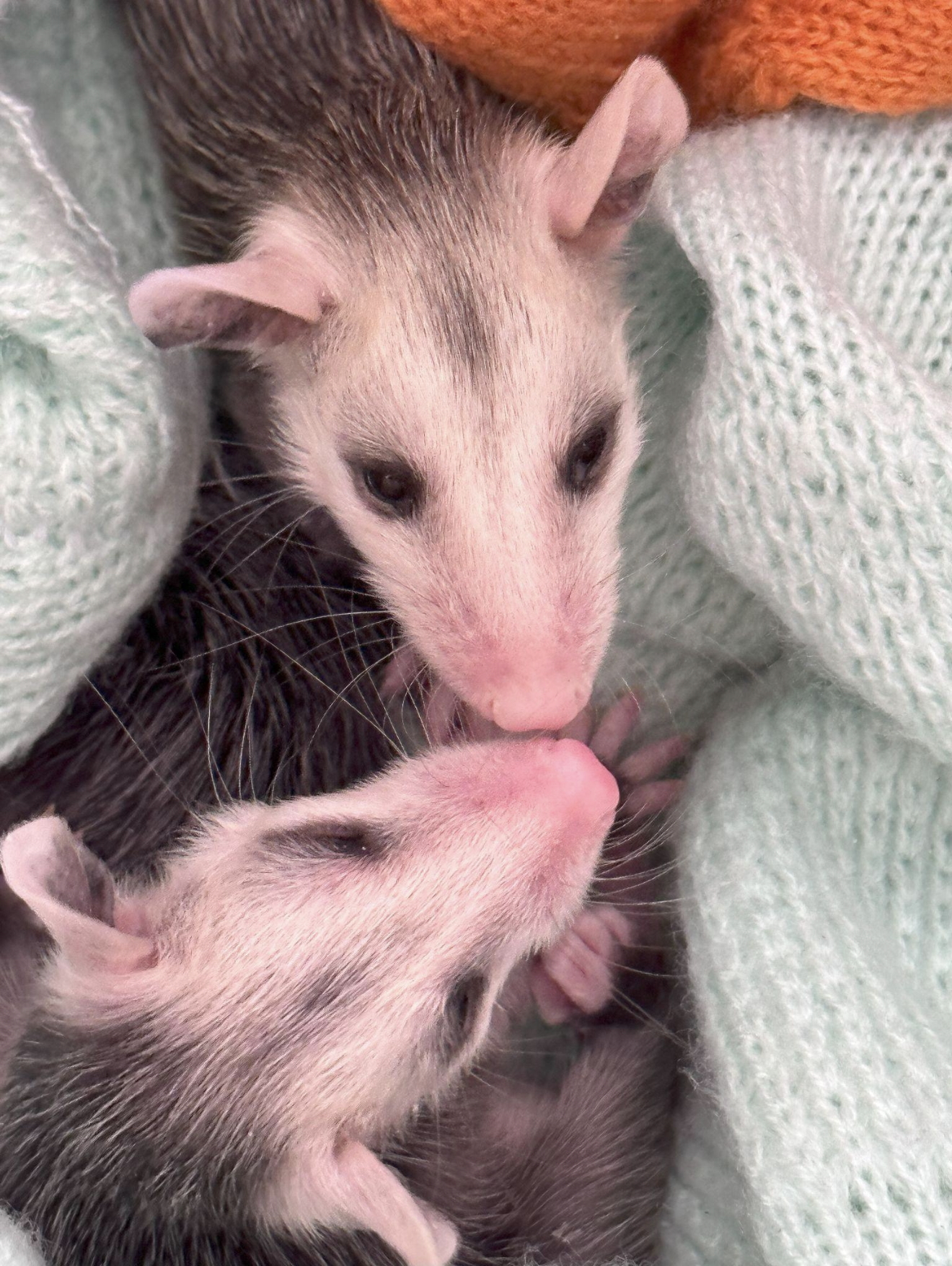 Two possum affectionately touching noses
