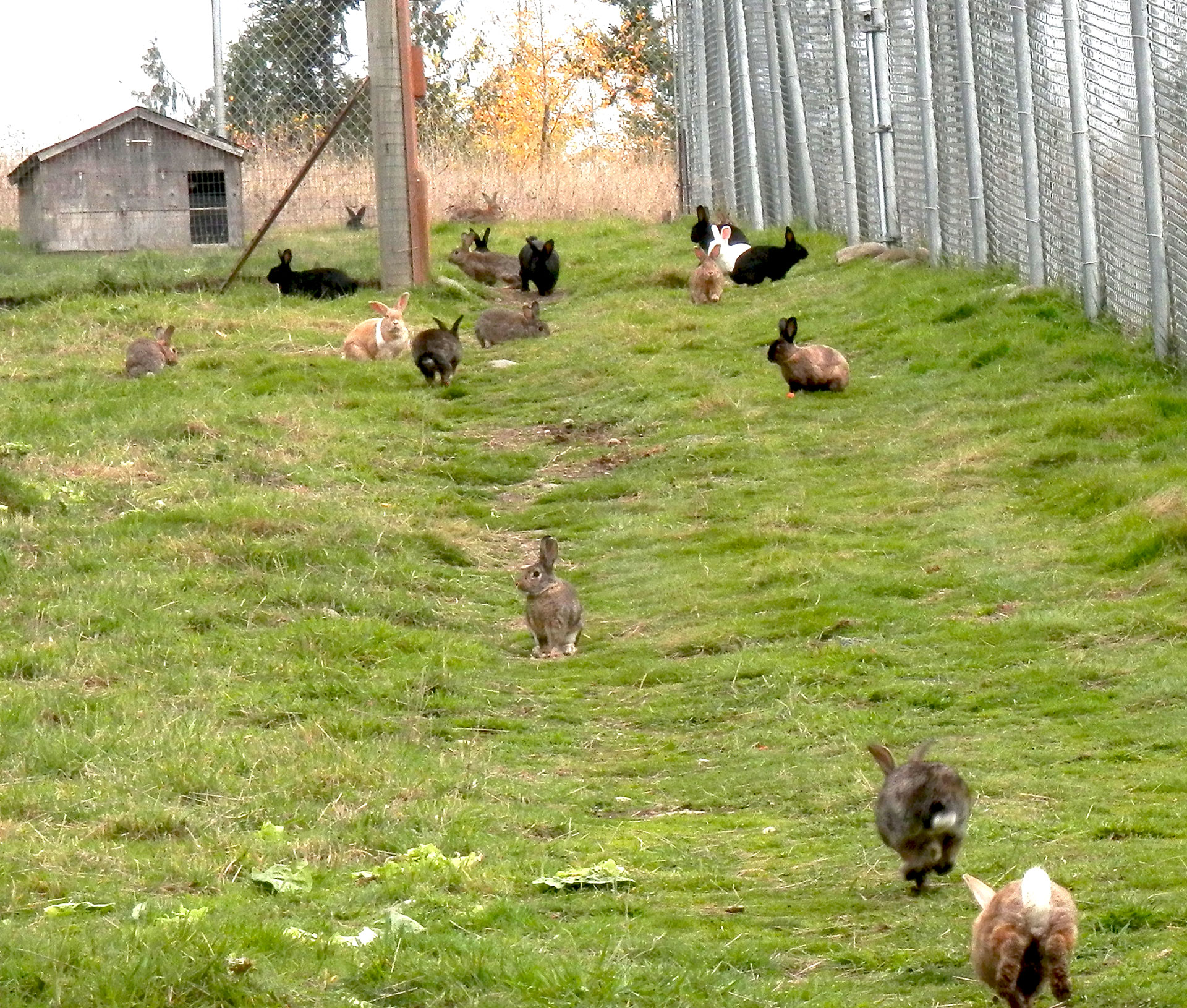 The rabbits hopping around their new home