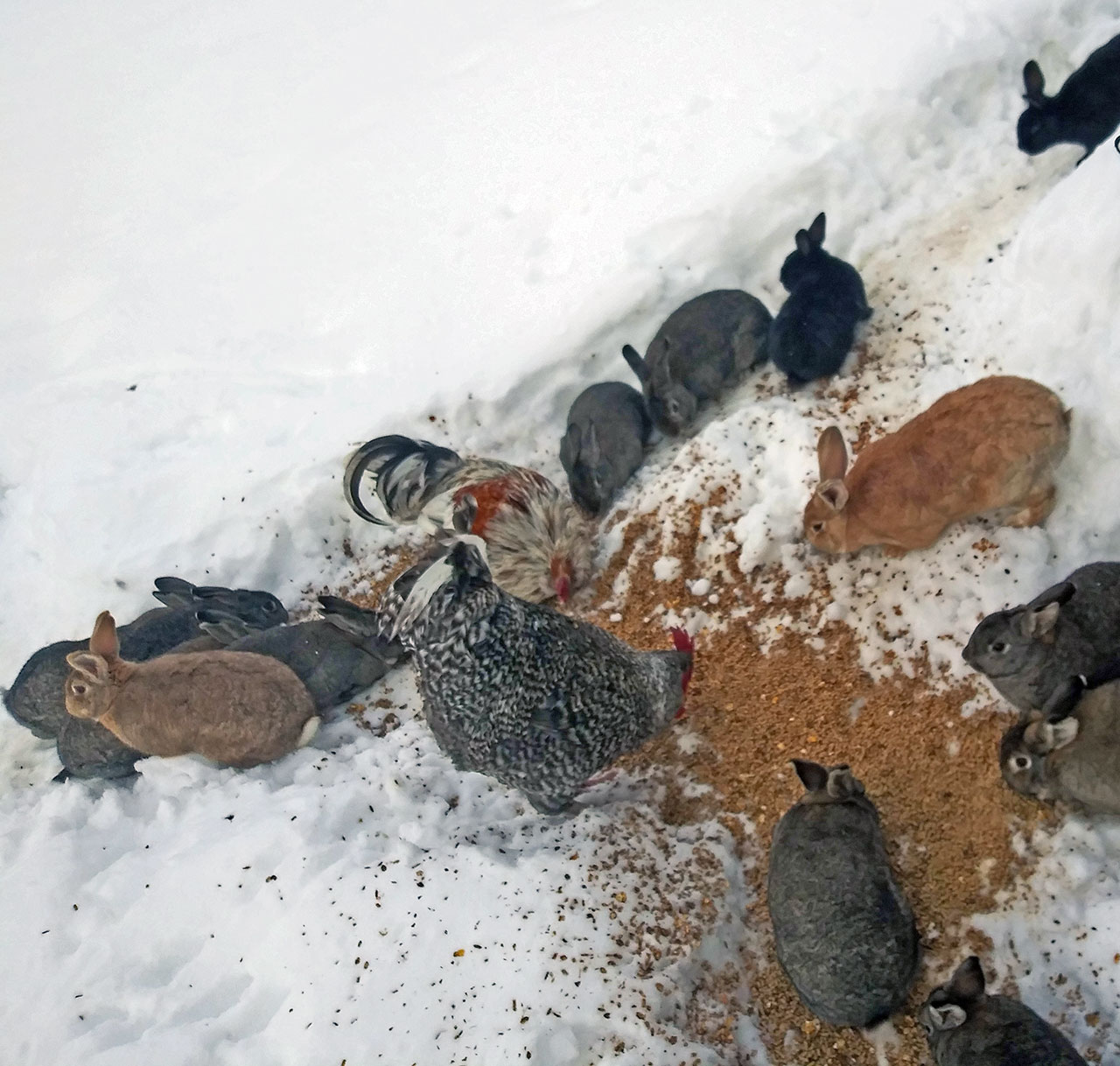 Record Snowfall at Precious Life Animal Sanctuary